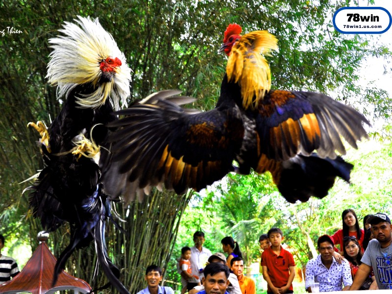 Đặc Điểm “Nhận Dạng” Một Chiến Kê Mỹ Đẳng Cấp